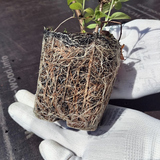 Гортензия метельчатая Меджикал Андес 1 шт Р9